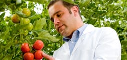 Qualitätssicherung Tomaten